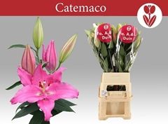 Lily Oriental Catemaco 110cm 5+