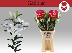Lily Oriental Galibier 105cm 5+