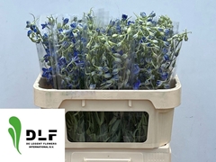 Delphinium Single Volkerfrieden 80cm