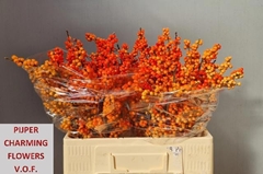 Ilex Verticillata Winter Gold 60cm