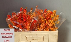 Ilex Verticillata Winter Gold 50cm