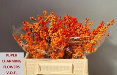 Ilex Verticillata Winter Gold 40cm