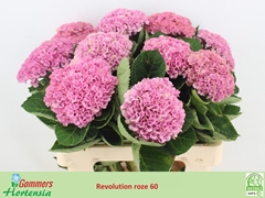 Hydrangea Revolution Pink 65cm 12-14cm Hd