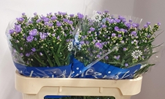 Aster Cassandra 75cm 20gr.