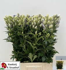 Aconitum Carmichaellii Cloudy 75cm