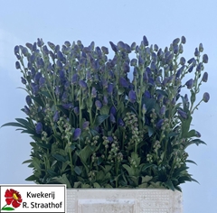 Aconitum Carmichaelii Arendsii 70cm