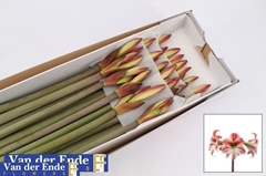 Hippeastrum Twinkle Star 60cm