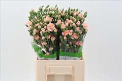 Dianthus Spray Hamada 65cm
