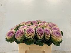 Brassica Crane Bicolour 55cm