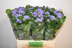 Ageratum Houstonianum Blue Planet 60cm