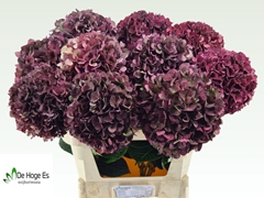 Hydrangea Rubyred 80cm 21-23cm Hd