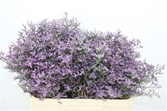 Limonium Safora Lilac 60cm 20gr.