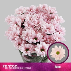 Chrysanth Spray Babe 70cm 85gr.