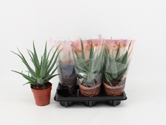 Aloe Arborescens 12Ø 35cm