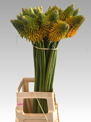 Kniphofia Magical Happy Halloween 80cm
