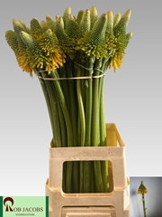 Kniphofia Magical Happy Halloween 70cm