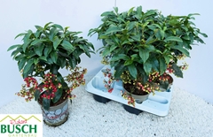 Ardisia Crenata 14Ø 40cm