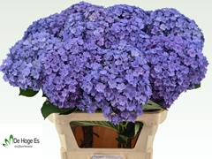 Hydrangea Beautensia Luxor Blue 80cm 22-24cm Hd