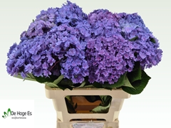 Hydrangea Beautensia Luxor Blue 60cm 18-20cm Hd