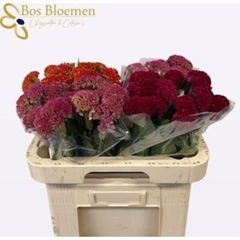 Celosia Reprise Mix 60cm