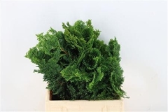 Chamaecyparis Obtusa Nana Gracilis 40cm