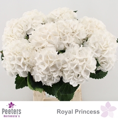 Hydrangea Royal Princess 60cm 15-17cm Hd