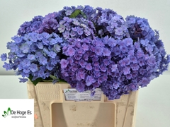 Hydrangea Beautensia Luxor Blue 50cm 16-18cm Hd