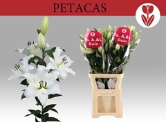 Lily Oriental Petacas 110cm 5+