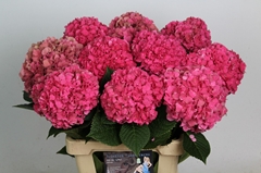 Hydrangea Glowing Alps 65cm 13-15cm Hd