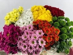 Chrysanth Spray Mix 70cm 90gr.