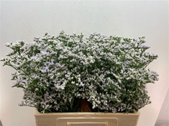 Limonium Caspium White Neto 60cm 20gr.
