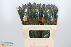 Aster Casamare 70cm 25gr.