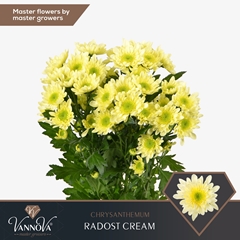 Chrysanth Spray Radost Cream 70cm 80gr.