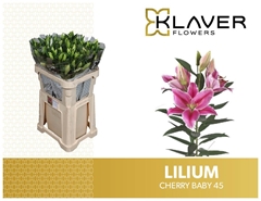Lily Oriental Cherry Baby 90cm 5+
