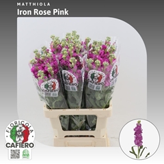 Matthiola Iron Rose Pink 70cm