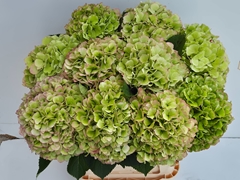 Hydrangea Verena Classic 80cm 22-24cm Hd