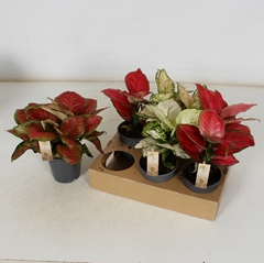 Aglaonema Mix 12Ø 30cm