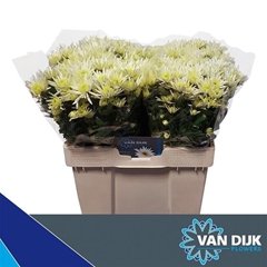 Chrysanth Spray Delianne White 55cm 35gr.