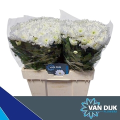 Chrysanth Spray Baltica 55cm 40gr.