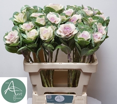 Brassica White Crane 60cm