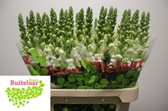 Antirrhinum Potomac Ivory White 80cm