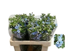 Oxypetalum Tanioka Pure Blue 55cm