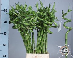 Dracaena Lucky Bamboo 80cm