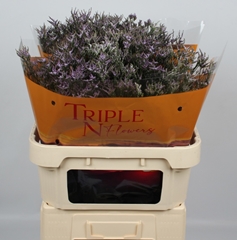 Limonium Safora Lilac 80cm 35gr.