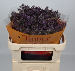 Limonium Safora Dark Blue 70cm 30gr.