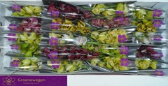 Cymbidium Mini Mix 40cm