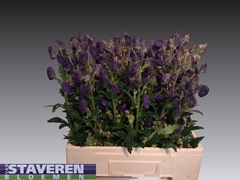 Aconitum Carmichaelii Arendsii 60cm