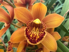Cymbidium Mini Majolica 50cm