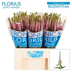 Veronica Light Pink 60cm