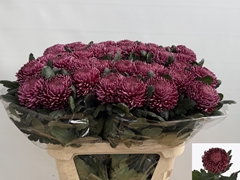 Chrysanth Single Bigoudi Purple 80cm 110gr.